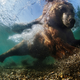 “Underwater fisherman”
